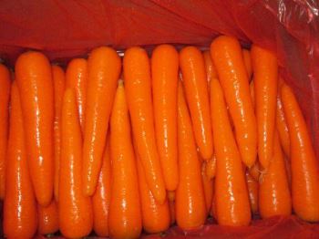 Carrot