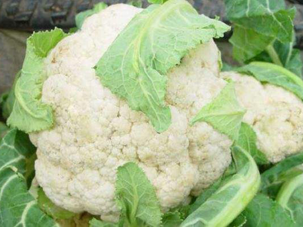 Cauliflower