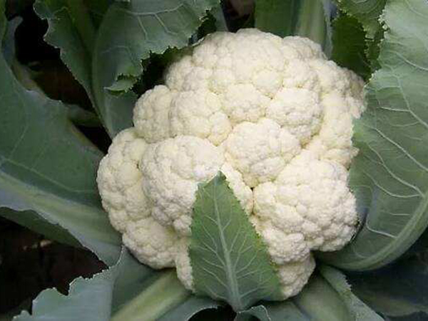 Cauliflower