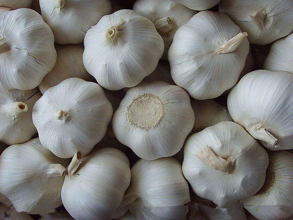 Garlic