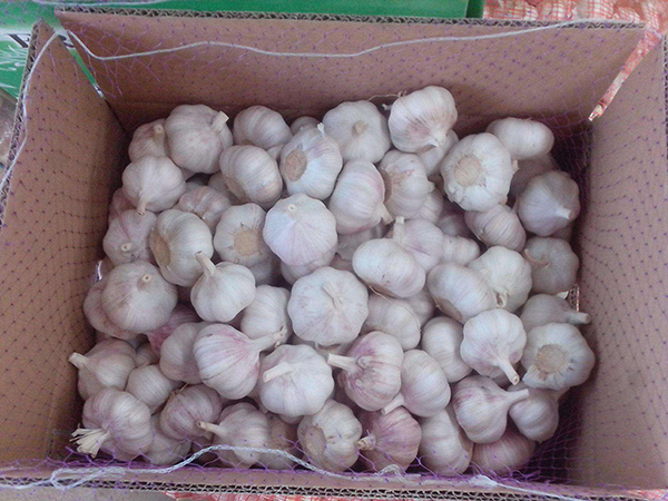 Garlic